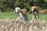 SALUKI 057